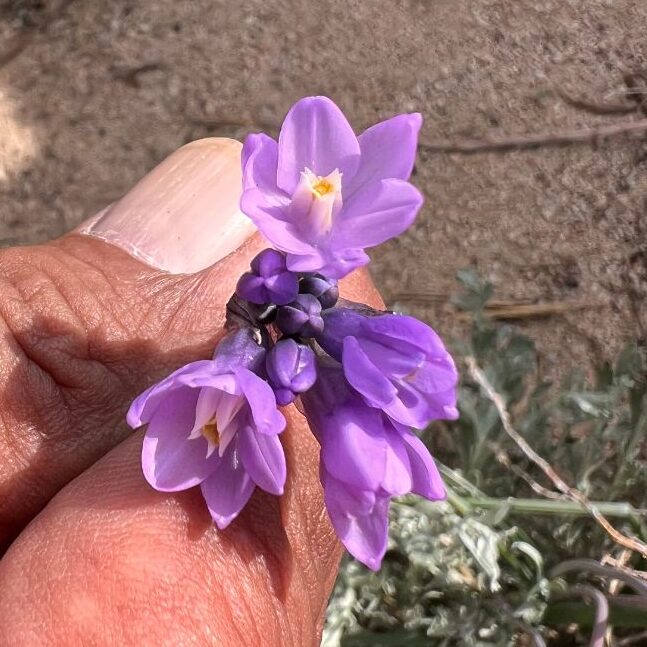 A close-up photo of a vibrant purple flower in between a woman's fingers