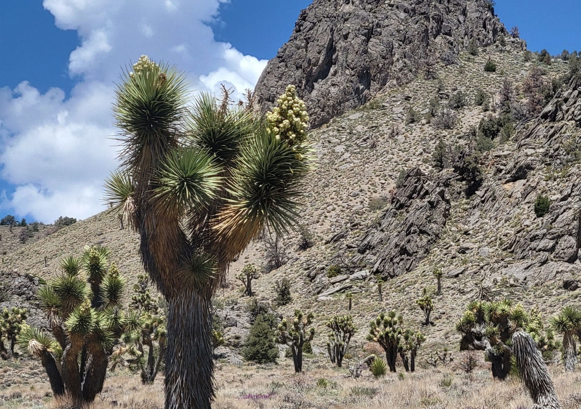 A photo of a Joshua Tree in a dry desert landscape