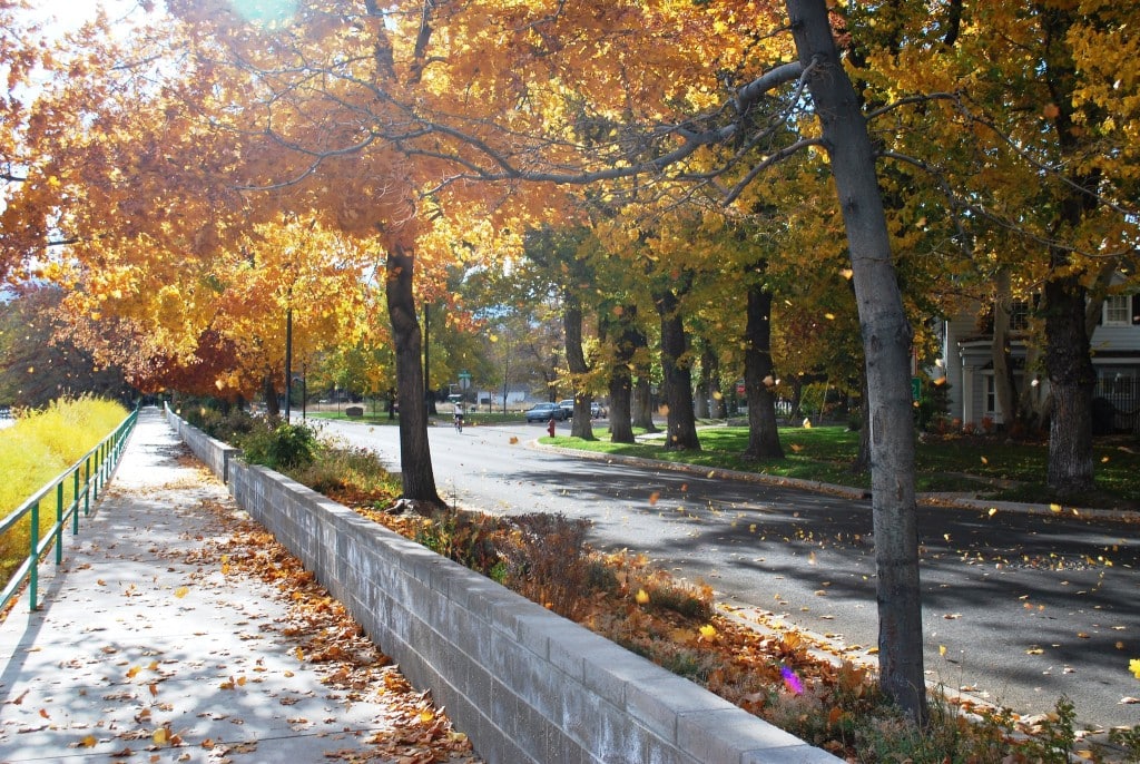 A photo of a tree-lined street in Reno, Nevada