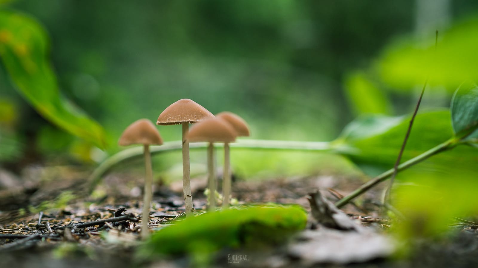 A photograph showing a small cluster of four magic mushrooms growing in dirt near a large green leaf.