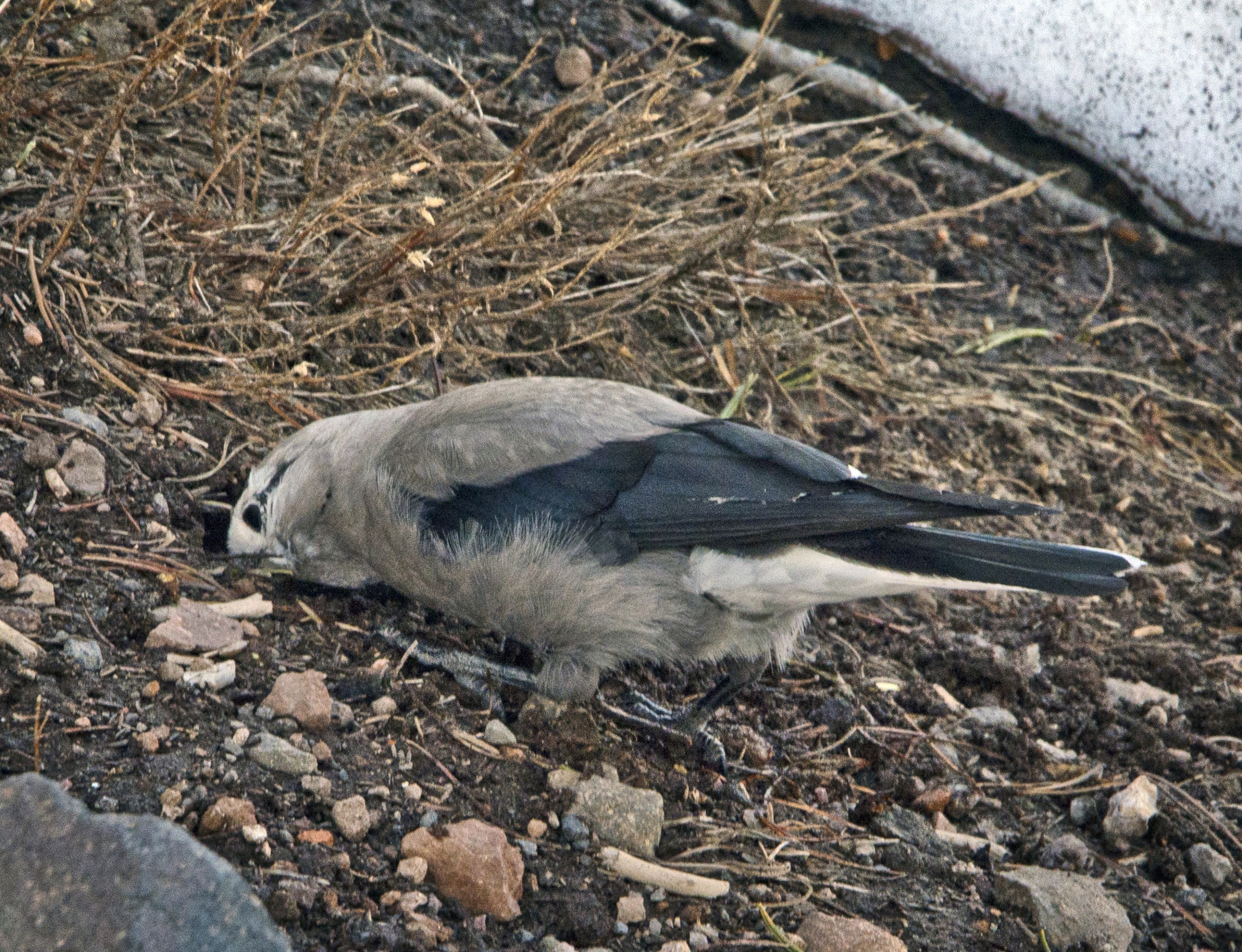 A photograph showing a small gray bird burying a seed in the dirt of the ground.
